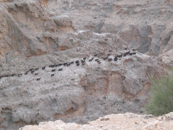 goatherder and goats depart, Qalaat, Oman